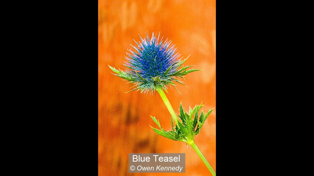 07_Blue Teasel_Owen Kennedy